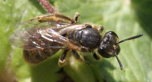 Lasioglossum sp.